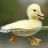 duckyduck243